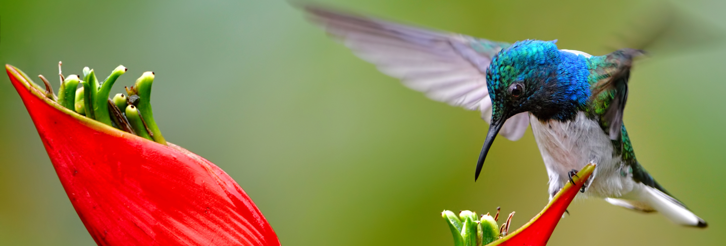 hummingbird in flight